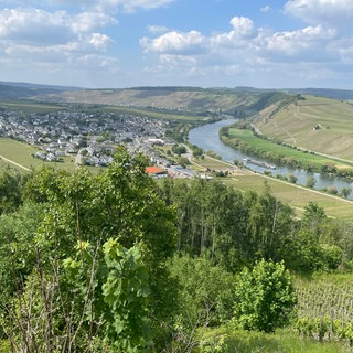 Das Moseltal ist geprägt von Weinbergen - wie hier in Leiwen. 