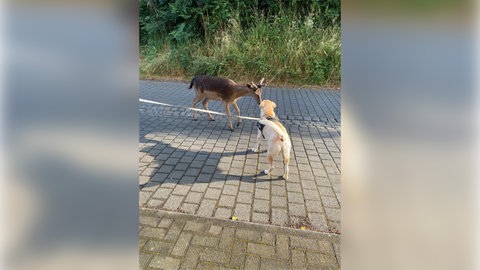 Hirsch "Bambi" ist mit zwei Jahren in Birresborn schon auf Erkundungstour. Vor anderen Tiere hat er keine Angst.