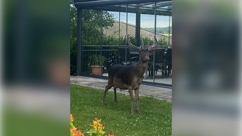 Hirsch "Henry" besucht die Anwohner in Büdesheim in ihren Gärten. Die Anwohner freuen sich über ihren neuen tierischen Mitbewohner.