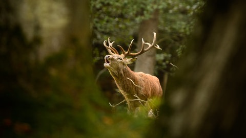 Ein Hirsch wurde im Hunsrück illegal erlegt. Die Polizei vermutet Jagdwilderei. 