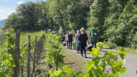 Im Weingut von Constantin Richter in Mühlheim sind die Erntehelfer bei der Rieslinglese in den Steillagen unterwegs