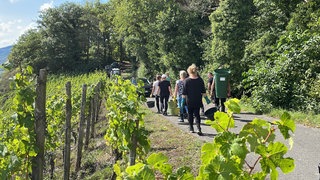 Im Weingut von Constantin Richter in Mühlheim sind die Erntehelfer bei der Rieslinglese in den Steillagen unterwegs