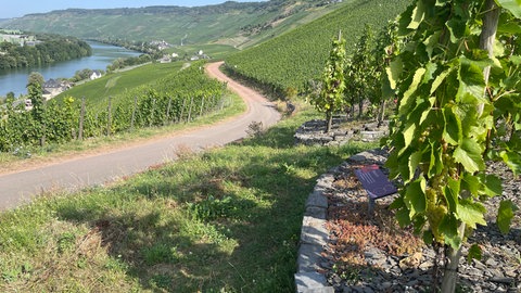 Winzer aus Bernkastel-Kues haben sich bei der Badstube durchgesetzt: Die Weinlage zwischen Bernkastel und Graach darf künftig als Einzellage vermarktet werden. 