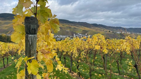 Wie viele Weinberge es schon in der Antike im Moseltal gab, ist nicht überliefert. Wohl aber, dass die Römer hier mit ihren besten Wein angebaut haben. 