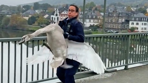 Diese Polizistin fängt auf einer Brücke in Bernkastel Kues einen Schwan. Das Video wird im Netz millionenfach angeklickt.