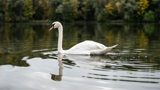 Ein Schwan ist am Moselufer in Trier mit Pfeilen und Bolen beschossen worden. Das Tier musste später getötet werden.