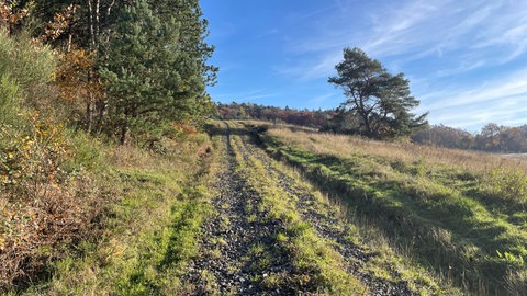 Jäger und Förster kommen seit 2024 besser durch die Wälder auf dem Mesenberg. Der Schotter hat laut Naturschützern aber auch einen Teil des Biotops zerstört. 