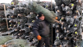 Zwischen Nimsreuland und Gesotz in der Eifel haben Unbekannte etwa 40 Weihnachtsbäume gestohlen.