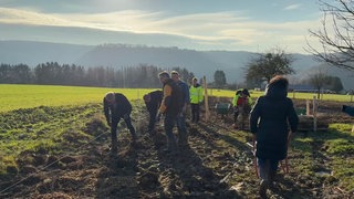 Menschen arbeiten auf einem Feld, um Hecken einzupflanzen.