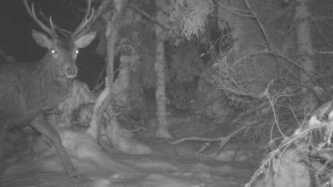 Ein Hirsch blickt nachts direkt in eine Kamera. Das Foto ist schwarzweiß. 