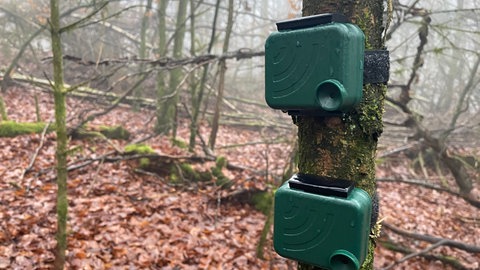 Diese kleinen Kästchen sind Audiorecorder, die viel besser hören als jeder Mensch. Sie hängen an Bäumen im Nationalpark Hunsrück-Hochwald. 