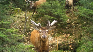 Vier Hirsche im Wald zwischen Bäumen im Nationalpark Hunsrück-Hochwald. 