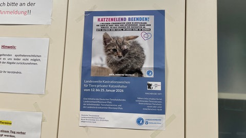 Katzenkastrationswochen in der Region Trier