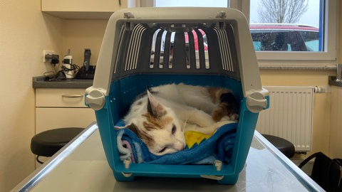 Katzenkastrationswochen in der Region Trier