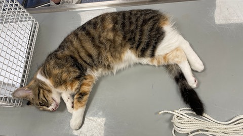 Katzenkastrationswochen in der Region Trier