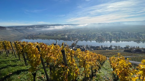 Moselschleife bei Piesport. 