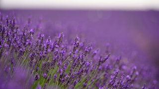 Ein Unternehmer aus Trittenheim im Kreis Trier-Saarburg will an der Mosel im großen Stil Lavendel anbauen.