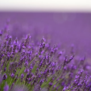 Ein Unternehmer aus Trittenheim im Kreis Trier-Saarburg will an der Mosel im großen Stil Lavendel anbauen.