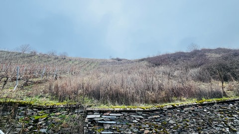 Ein brachliegender Weinberg bei Mehring an der Mosel. Statt Rebstöcken wachsen Sträucher und Büsche auf der Fläche. 