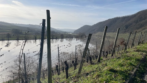 Blick über Weinberge nach Neumagen-Dhron. 