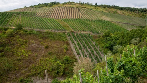 Flächenbörse soll Weinberge an der Mosel retten: Auf dem Rosenberg in Osann-Monzel gibt es immer mehr Brachen. 