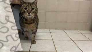 Rund 800 Katzen werden jedes Jahr im Eifeltierheim in Altrich versorgt. 