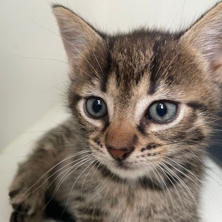 Die Tierpfleger wünschen sich mehr Platz für Außengehege. 