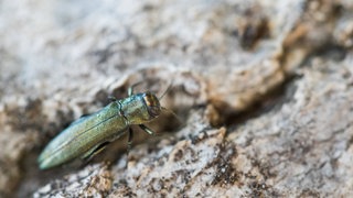 Der zweipunktige Eichenprachtkäfer kommt an der Mosel schon immer vor. In den vergangenen Jahren hat er sich dort aber zu einer Plage entwickelt. 