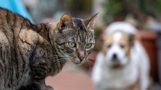 Lebensmittel, Sprit und Tierfutter werden immer teurer. Vielen Menschen fehlt deshalb das Geld, um ihre Hunde und Katzen gut zu versorgen. 