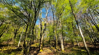 Wälder auch in der Region Trier leiden an Klimawandel und Trockenheit. Das bringt Gefahren mit sich. 
