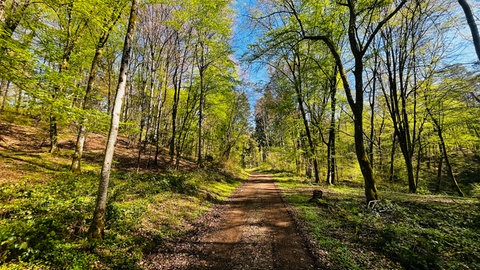 Forstämter und Waldexperten empfehlen Besuchern, auf öffentlichen Waldwegen zu bleiben. 