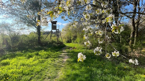 Saar Hunsrück Steig bei Trier