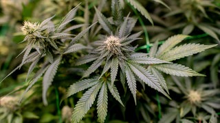 Cannabis-Pflanze