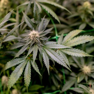 Cannabis-Pflanze