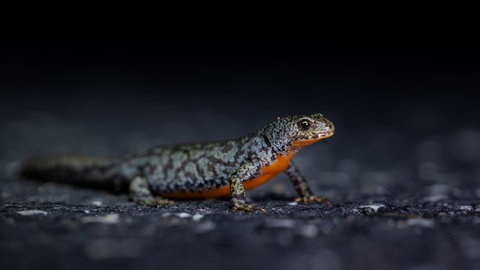 Den Bergmolch mit seinem leuchtend orangefarbenen Bauch, hier ein Weibchen, findet man am häufigsten in den Gewässern rund um Bitburg.