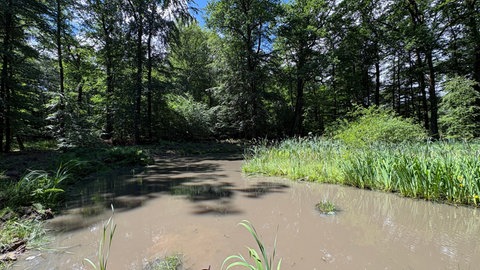 Eine Mardelle entsteht, wenn Kalk im Boden absackt und eine Mulde bildet, die von Lehm abgedichtet wird und so Wasser nicht versickern kann.