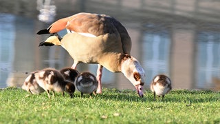 Eine Nilgans frisst mit ihren Küken am Wasser. Ein Mann soll auf mehrere Nilgänse geschossen haben. 
