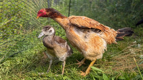 Diese flauschigen Gänse-Küken werden jetzt von einem Huhn großgezogen.