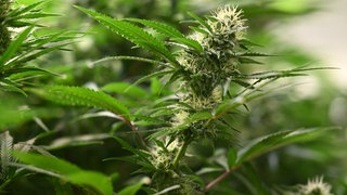 Cannabispflanze in einer Plantage. Am Landgericht Trier läuft ein Verfahren gegen sieben Angeklagte, weil sie Cannabis-Plantagen betrieben haben sollen. Unter anderem in der Eifel. 