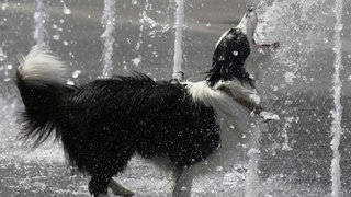 Ein Hund sucht Abkühlung bei einem Sprühbrunnen: Auch in der Region Trier leiden die Tiere an der Hitze.