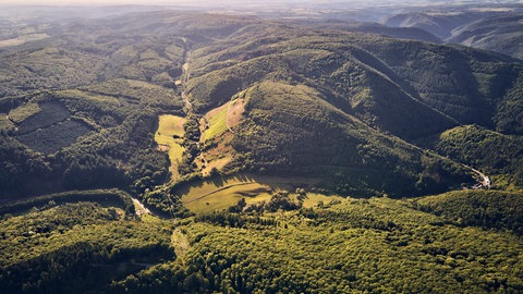 Der Sorentberg liegt in einem Seitental der Mosel bei Reil. Die Weinberge befinden sich praktisch mitten im Wald. 