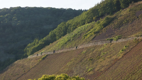 Der Sorentberg liegt in einem Seitental der Mosel bei Reil. Die Weinberge befinden sich praktisch mitten im Wald. 