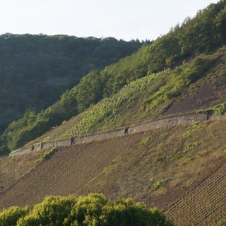 Der Sorentberg liegt in einem Seitental der Mosel bei Reil. Die Weinberge befinden sich praktisch mitten im Wald. 