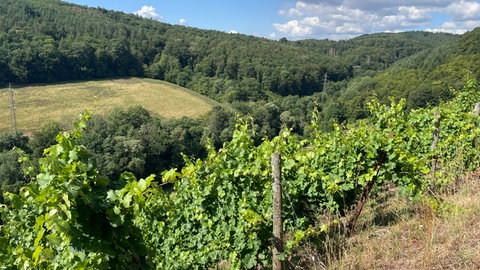Gefundenes Fressen für Wildschweine: Die Reben im Sorentberg wachsen am Waldrand. Inzwischen werden sie von Zäunen geschützt. 