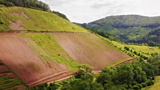 Der Sorentberg liegt in einem Seitental der Mosel bei Reil. Die Weinberge befinden sich praktisch mitten im Wald. 