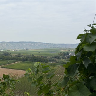 Rauch über dem Moseltal bei Thörnich.