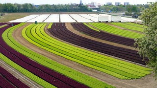 Wahlkreis-Check Rheinland-Pfalz Landtagswahl 2021 -Mutterstadt