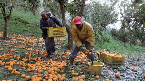 Ausbeutung von Migranten bei der Ernte