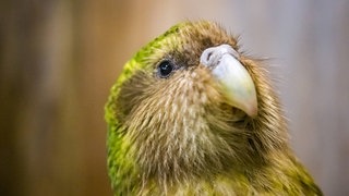 Der Vogel Kakapo - seltene Vogelart, aussterbende Tierarten, Neuseeland