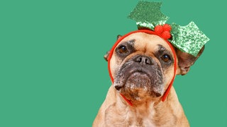 Unterm Mistelzweig - Rehbraune Französische Bulldogge mit weihnachtlichem Mistelzweig-Stirnband auf grünem Hintergrund